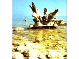 Salt crystals and skeletons of trees covered with salt at the Dead Sea.